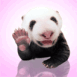Panda qui fait au revoir de la patte