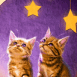 Deux chatons regardent les �toiles