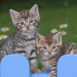 Deux chatons sur une cl�ture bleue