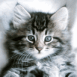 Chaton trognon �veill�