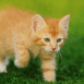 Chaton roux furtif