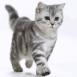 Chaton gris d�termin�