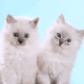 Couples de chatons sous hypnose