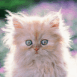 Chaton en p�tard