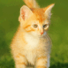 Chaton magnifique aux poils roux