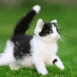 Chaton noir et blanc effray�