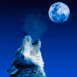 Loup hurlant � la lune