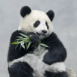 Panda cool mangeant du bambou