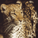 L�opard