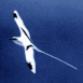 Oiseau paille