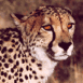 Gu�pard
