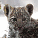 L�opard b�b�