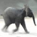 �l�phanteau