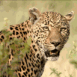L�opard