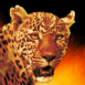 L�opard en gros plan